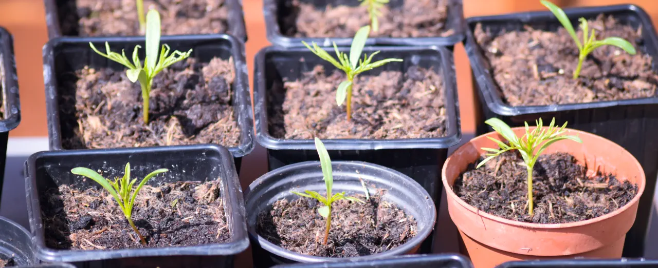 Cosmic Delights How to Grow Cosmos from Seeds for a Vibrant Garden